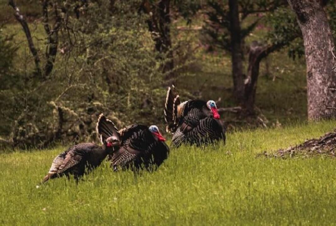 Turkey Hunting Gear: What to Pack for Your Hunt