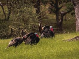 Turkey Hunting Gear: What to Pack for Your Hunt