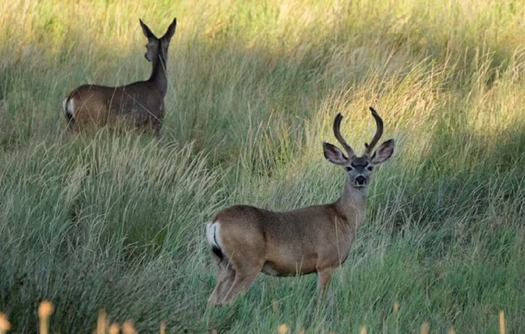 The Best Mule Deer Hunting Tips for Every Season