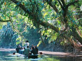 How To Plan the Perfect Amazon Rainforest Trip in Ecuador