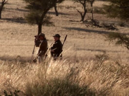 Laws of Survival for a Hunter in the Desert