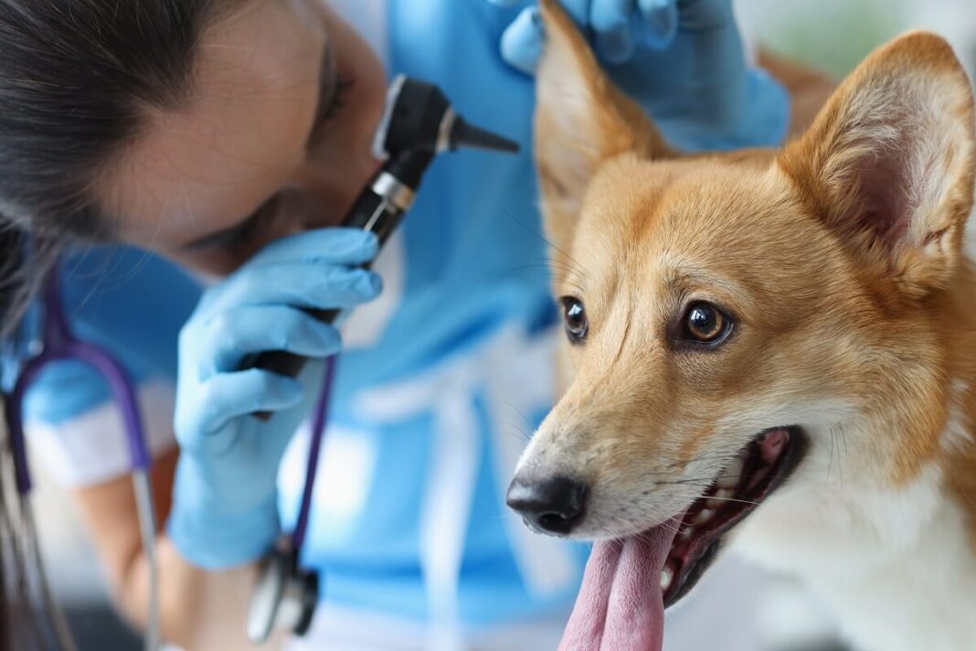 Treat Infections in Dogs with Ancient Wisdom and CBD Supplements