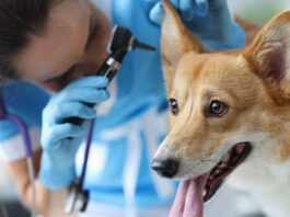 Treat Infections in Dogs with Ancient Wisdom and CBD Supplements