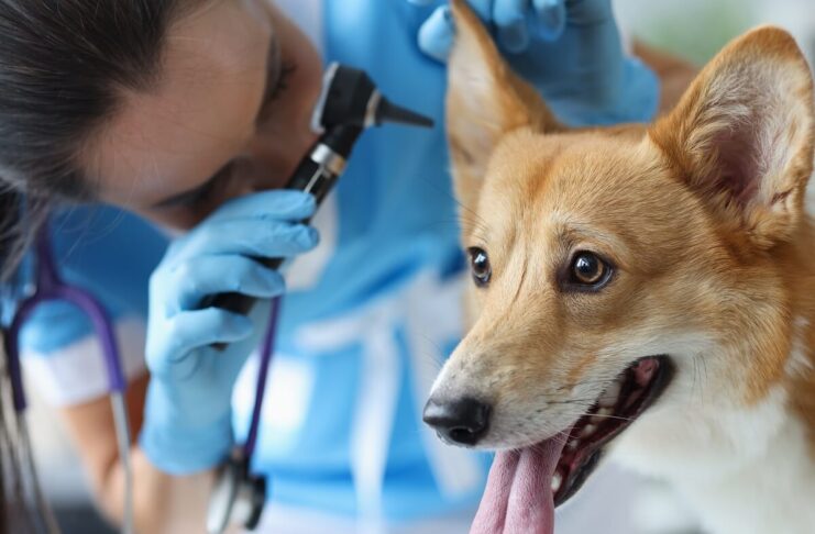 Treat Infections in Dogs with Ancient Wisdom and CBD Supplements