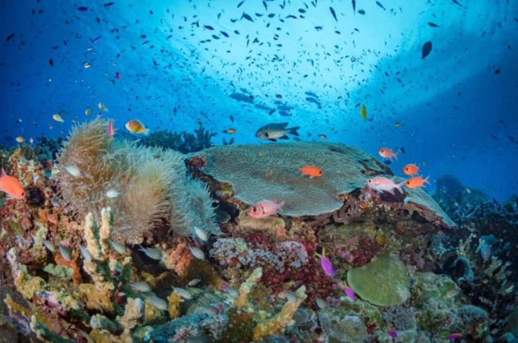 How Long Does It Take for Coral to Grow