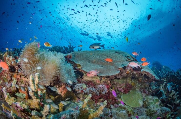 How Long Does It Take for Coral to Grow