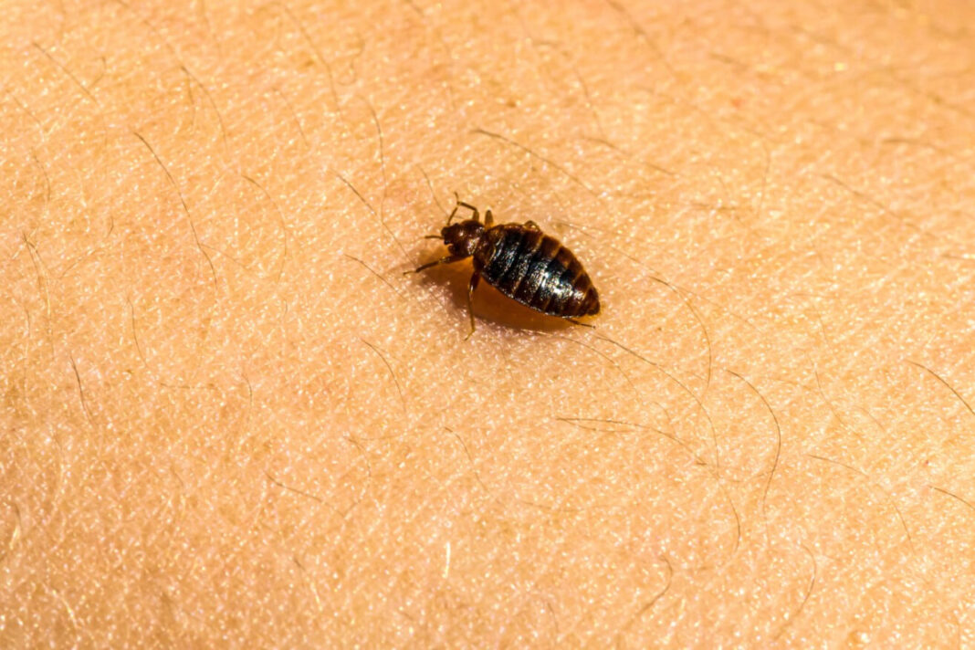 How to Get Rid of Bed Bugs Effective Solutions for Long-Term Control