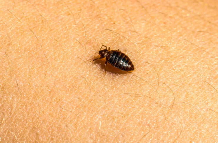 How to Get Rid of Bed Bugs Effective Solutions for Long-Term Control
